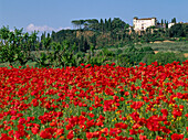 View of villa over the poppy field, Chianti, Tuscany, Italy