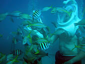Unterwasserbild von Fischen und Menschen mit Helmen beim Sea Trek Underwater Walk, De Palm Island, Aruba, ABC-Inseln, Niederländische Antillen, Karibik