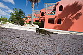 Ein Iguana spaziert durch das Habitat Curacao Dive Resort, nahe St. Willibrordus, Curacao, ABC-Inseln, Niederländische Antillen, Karibik