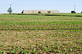 Bales of straw on field, Weimar, Thuringia, Germany