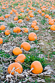 Pumpkins on field, Meissen, Saxony, Germany
