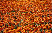 Tulips on field near Anna Paulowna , Netherlands, Europe