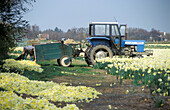 Island of Texel, farmer harvesting daffodils, Netherlands, Europe