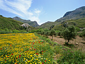 Blossoming grassland in Spring, near Kourtaliotiki canyon, Creta, Greece