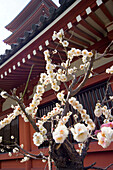 Twigs with blossoms in front of the Senso-Ji temple, Asakusa, Tokyo, Japan, Asia