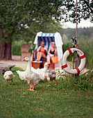Geese near the lakeside of Neuklostersee with beach chair in the background, Wellness Hotel, Spa Hotel Seehotel Neuklostersee, Mecklenburg - Western Pomerania, Germany