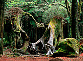 Ancient tree, Alishan National Park, Alishan, Chiayi County, Taiwan, Asia