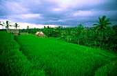 Rice fields, Indonesia