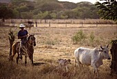 Costa Rica, Guanacaste, Gaucho treibt Rinder, Kalb