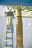 Frankreich, Nizza, Fassadenkunst, Mann auf Leiter malt Palme