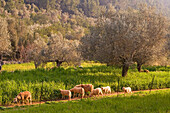 Mallorca, Mandelblüte, Schafe