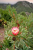 Südafrika, Kapstadt, Kirstenbosch, Botanischer Garten, protea