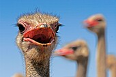 Ostriches, Oudtshorn, South Africa