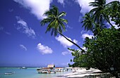 Tobago, Pigeon Point, Traumstrand, Palmen