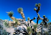 USA CA Joshua Tree National Park, Yucca brevifolia