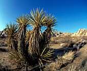 USA CA Joshua Tree National Park, Yucca brevifolia