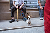 Hunde an der Leine Valencia, Barrio del Carmen