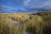 Sanddunes with marram grass at a beach near Vejerstrand, Denmark