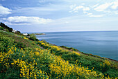 Küste mit blühender Wiese, südlich von Dublin, Irland