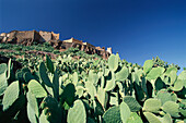 Castle with Cacti, Agadir Tislan, Anti-Atlas, Marocco, Africa