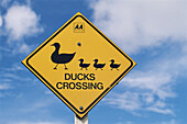 Traffic sign showing ducks, Ducks Crossing, North Island, New Zealand