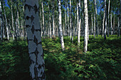 Birch forest, nature reserve Dubener Heide, Saxony, Germany