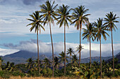 Landscape with Palm trees, Ixtepec, Oaxaca, Mexico