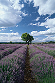 Lavender fields and almond tree, Provence, France