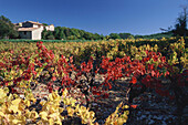 Vineyards of les Camails, Cotes de Provence, Provence, France