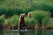 Braunbär, Grizzly, Mutter mit Jungem, Ursus Arctos, Katmai National Park, Alaska, USA