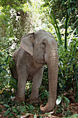 An Asian work elephant, Elephas Maximus, Andaman Islands, India