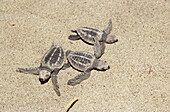 Ridley sea turtles, freshly hatched, making way to sea, Andaman Islands, India