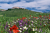 Blumenwiese und Castelluccio, Piano Grande, Monti Sibillini Nationalpark, Italien