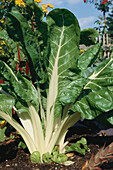 Close up of Mangold, chard, Vegetable, Vegetable garden, Healthy Eating