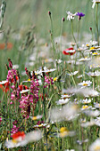 Blumenwiese mit Ackerhundskamille, Mohn, Kornblume und Esparsette, Piano Grande, Italien