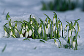 Snowdrops in the snow, Galanthus Nivali, Germany