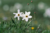 Narcissus, Apennines, Monti Sibillini National Park, Italy