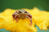 Close up of an agile frog sitting in a flower, Rana Dalmatina, Petals, Beauty in Nature, Bavaria, Germany