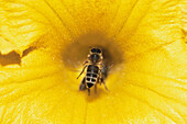 Close up of a honey bee in a pumpkin flower, Apis Mellifera, Pollen, Yellow, Beauty in Nature, Germany