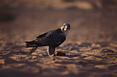 Close up of a falcon, Gyrfalcon, Al Maha Desert Resort, Dubai, United Arab Emirates