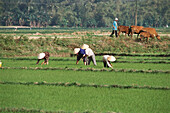 Menschen im Reisfeld, Ländliches Motiv, Danang, Vietnam