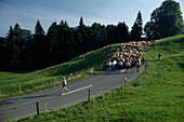 Driving cattle down from the mountain into the valley, Viehscheid, Oberstaufen, Allgaeu, Bavaria, Germany