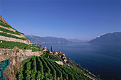 Blick in Richtung St. Saphorin und Weinberg, Genfer See, Schweiz
