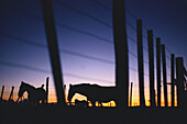 Horses in the evening light, Fence, Rural scene, Argentina