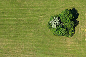 Green field with tree from above, Birds view, Landscape