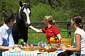 Horseriders having lunch outside, Horse, Muehlviertel, Upper Austria, Austria