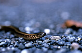 Blind worm on stones, Upper Bavaria, Bavaria, Germany