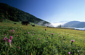 Barns on humpy meadow, Klais, Upper Bavaria, Bavaria, Germany