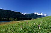 meadow with meadow saffron and haystacks, snow-covered Alpspitze, Zugspitze and Waxenstein in background, Wetterstein range, Garmisch-Partenkirchen, Upper Bavaria, Germany