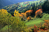 Wiesen mit herbstlich verfärbeten Bäumen, Grödnertal, Südtirol, Italien